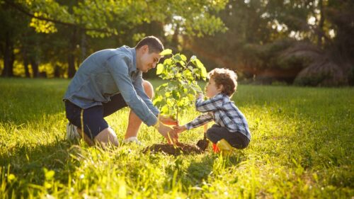 Bäume Pflanzen Im Garten - GartenNatur