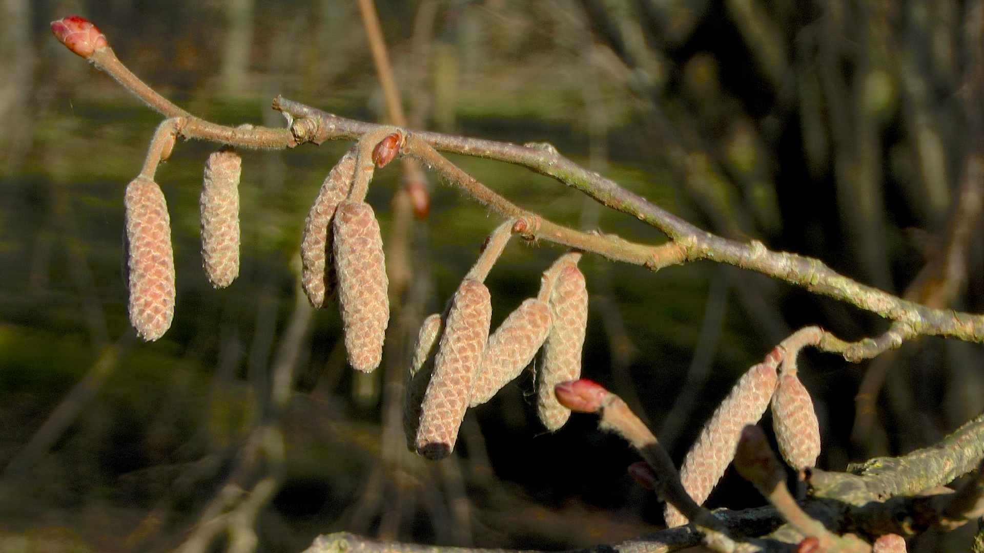 Was blüht im Winter? >>