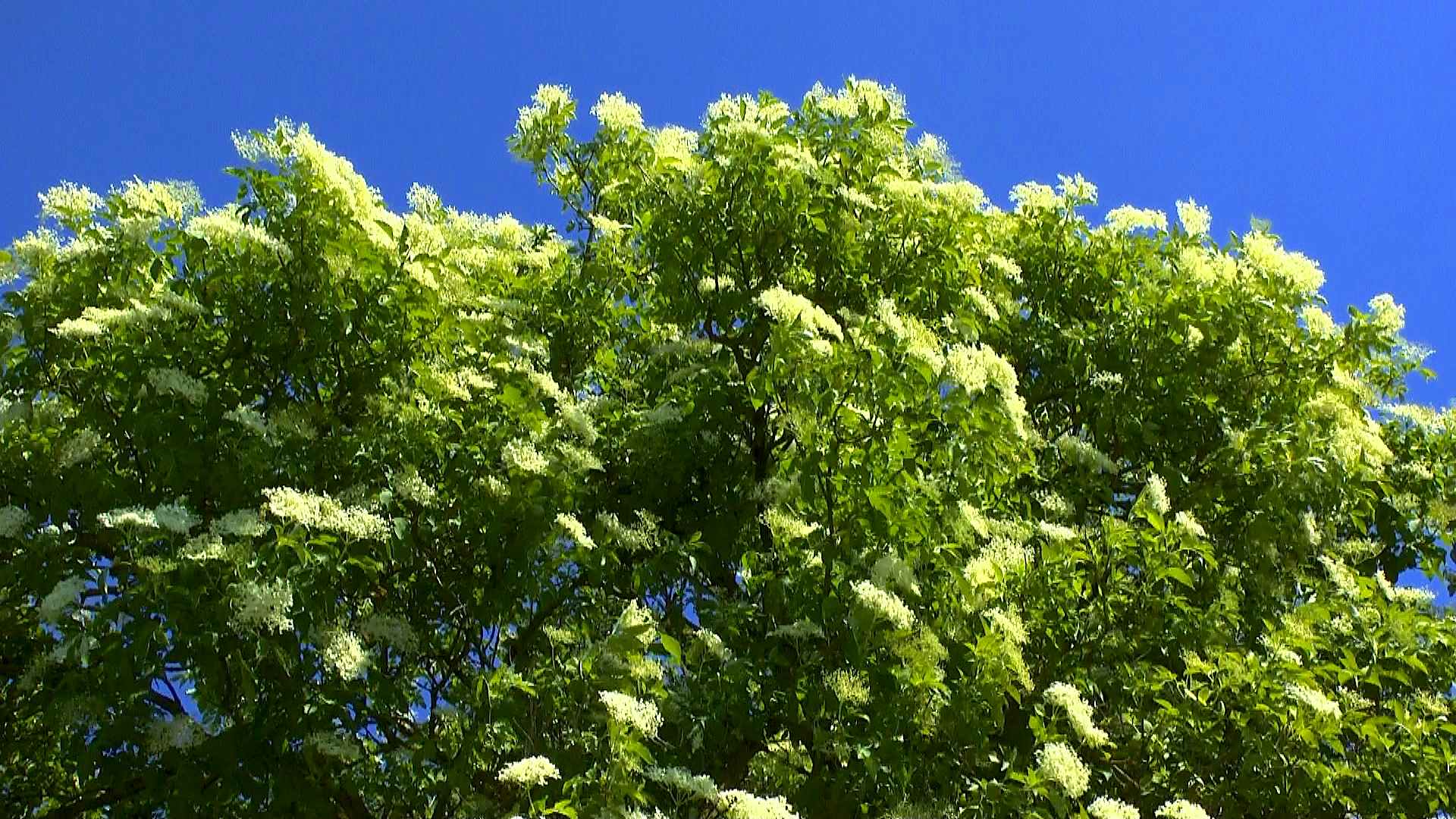 Holunder (Sambucus) - Im Pflanzenlexikon >> GartenNatur.com