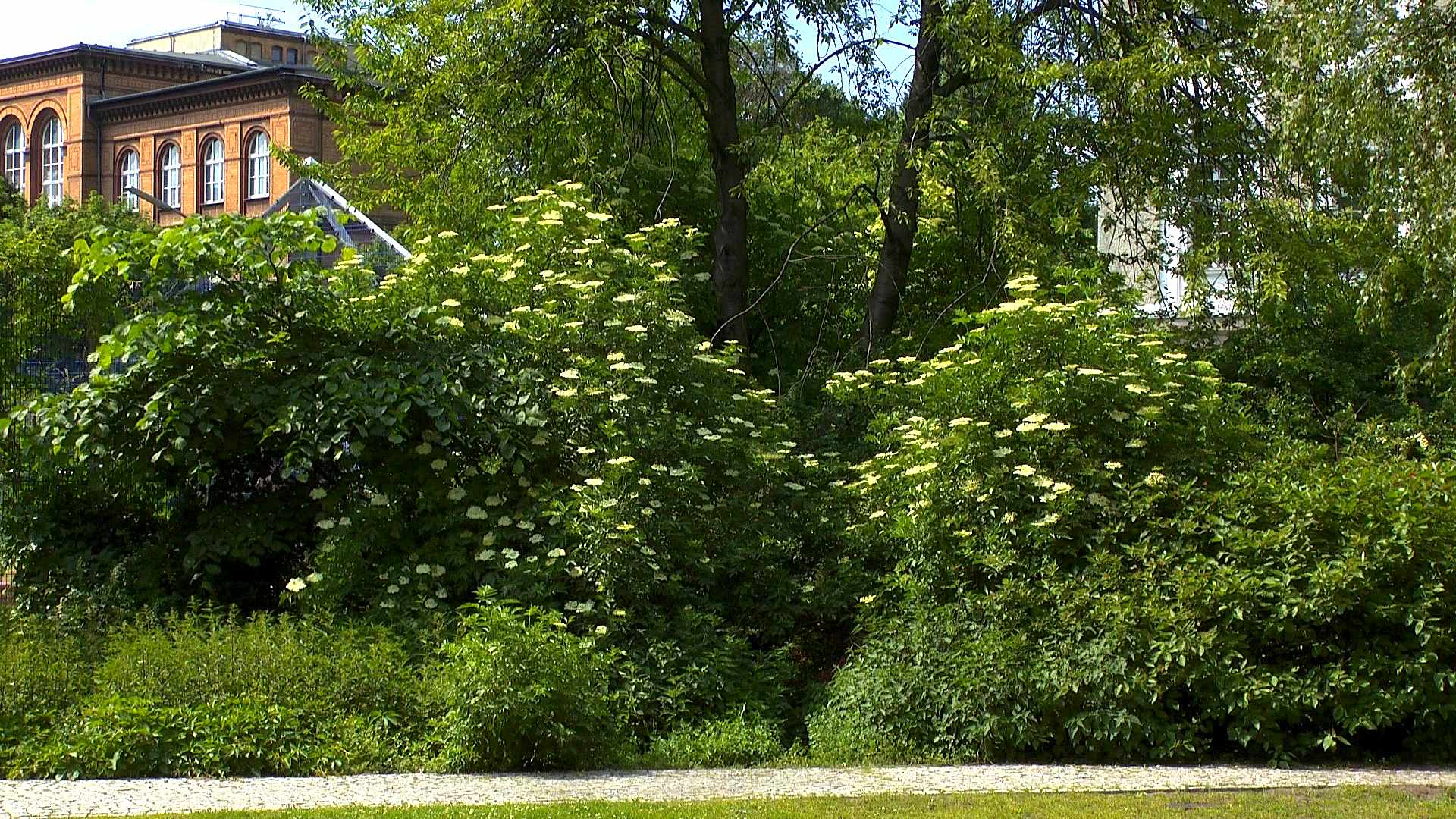 Holunder (Sambucus) - Im Pflanzenlexikon >> GartenNatur.com