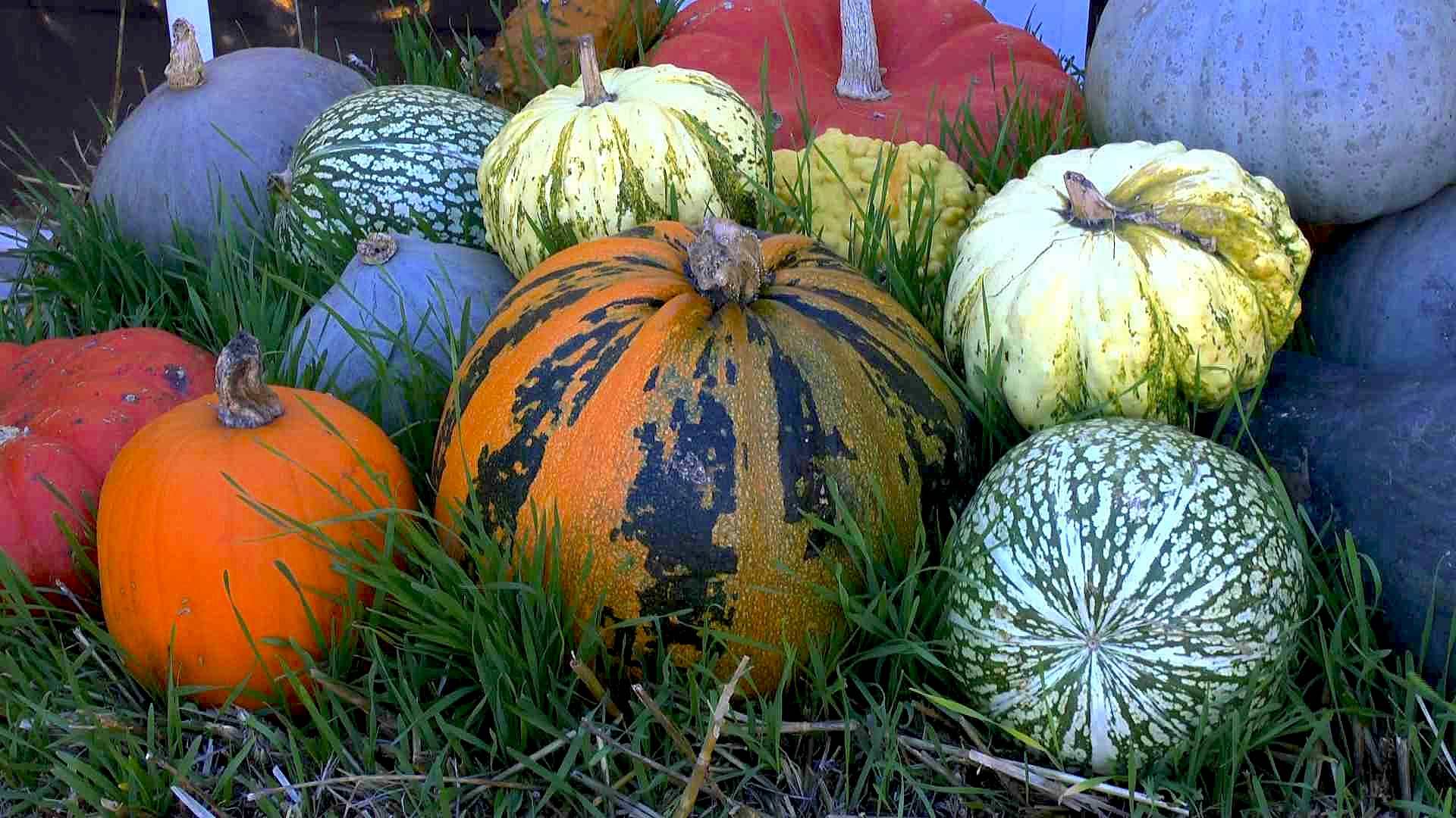 Die beliebtesten Kürbissorten - GartenNatur