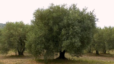 olivenbaum-anbau
