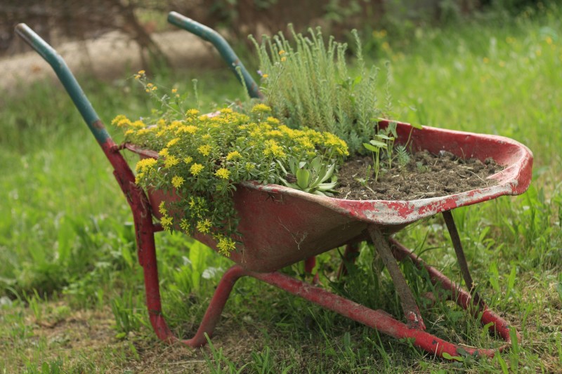 Meist wird eine Schubkarre genutzt, um Erd- und Pflanzenmassen zu bewegen. Hier dient der Klassiker als bepflanztes Deko-Element. pixabay.com © Ikaika (CC0 Public Domain) 